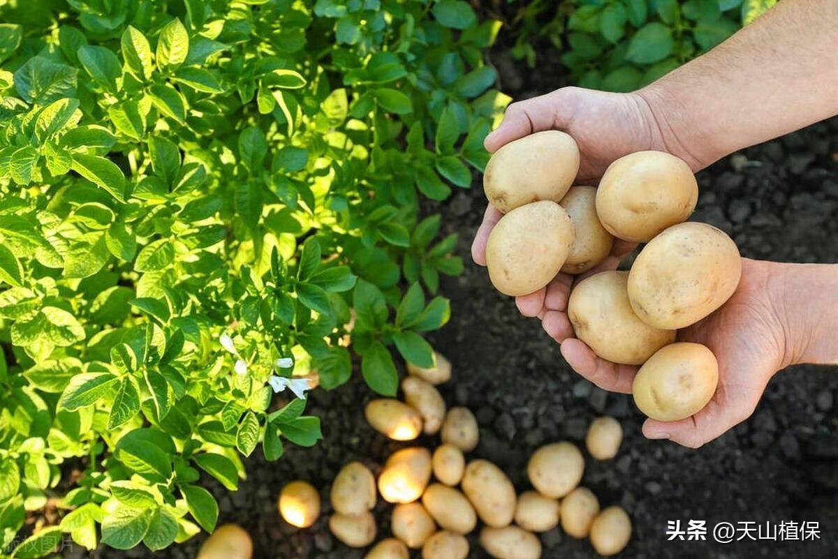 最新土豆种植技术，自然美景中的种植探索之旅