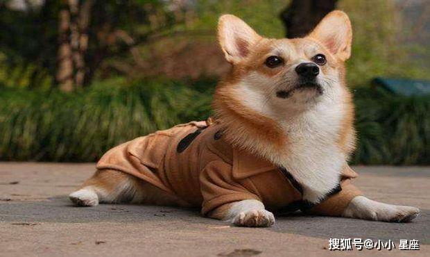 小狗最新现象，正反分析与个人立场探讨